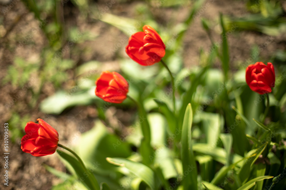 Flowers in flower bed. Tulips in summer. Flowers in flower bed. Tulips in summer.