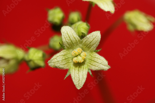 Yellow star flower blossoming close up botanical background Bryonia alba family cucurbitaceae big size high quality prints