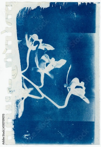 stamp printed shows a picture of a orchid