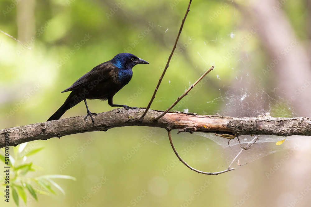 Obraz premium common grackle (Quiscalus quiscula)