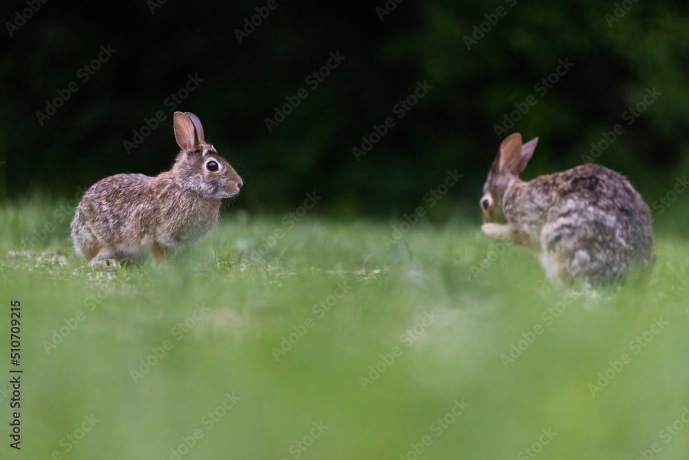 Fototapeta premium Two males eastern cottontail (Sylvilagus floridanus) fighting in spring