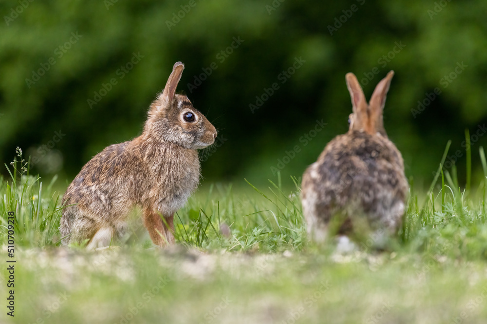 Two males eastern cottontail (Sylvilagus floridanus) fighting in spring Two males eastern cottontail (Sylvilagus floridanus) fighting in spring