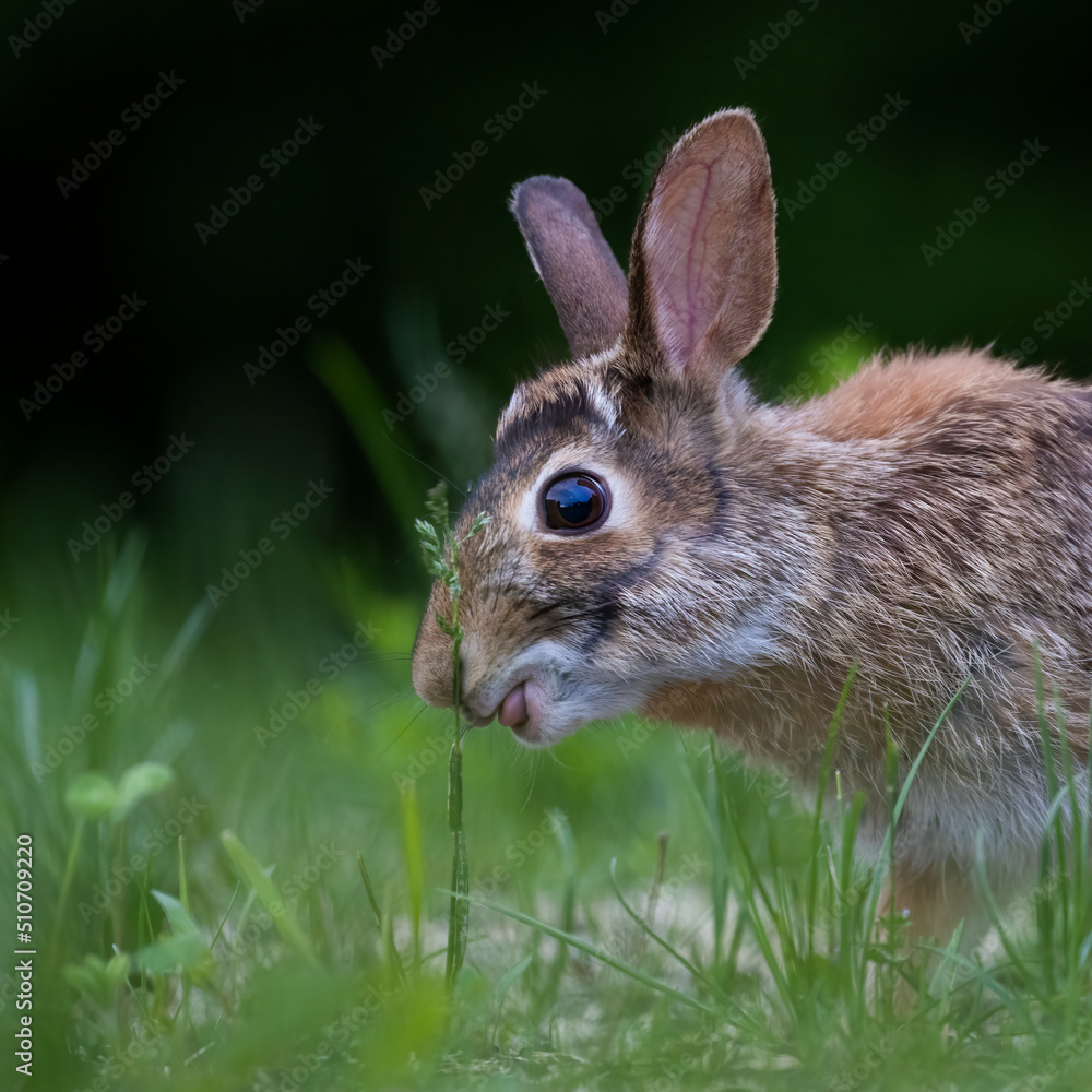 Fototapeta premium eastern cottontail (Sylvilagus floridanus)