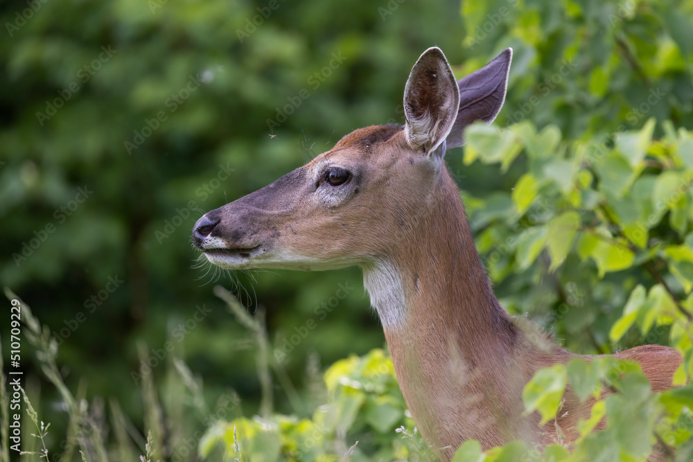 white-tailed deer (Odocoileus virginianus) female in early summer white-tailed deer (Odocoileus virginianus) female in early summer