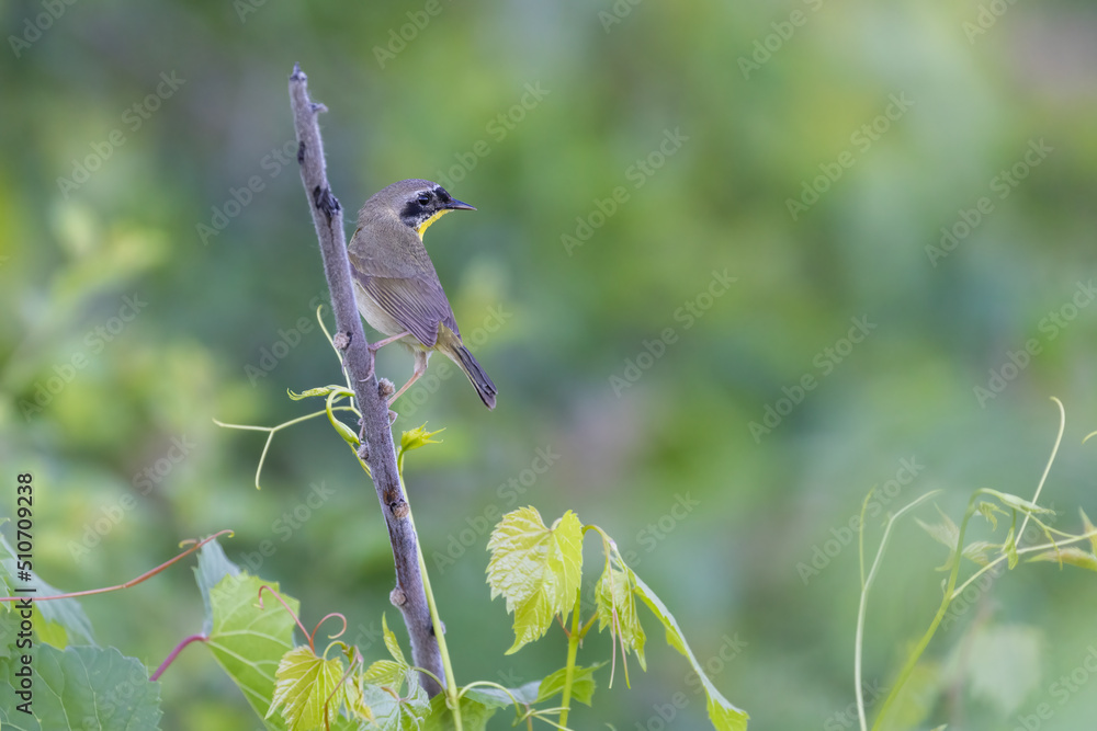 Male common yellowthroat (Geothlypis trichas) Male common yellowthroat (Geothlypis trichas)