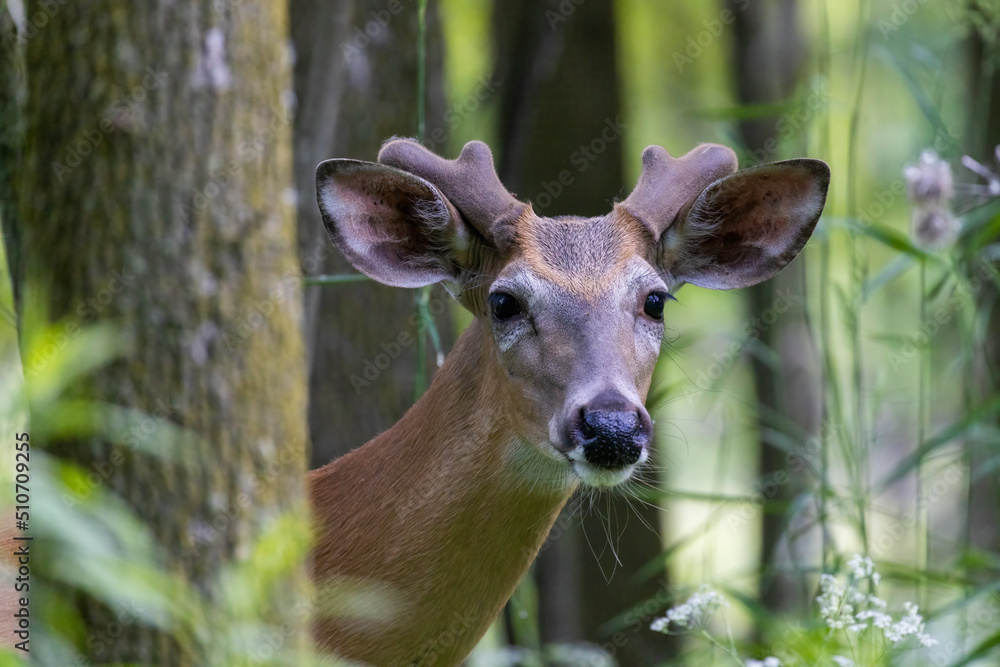 white-tailed deer (Odocoileus virginianus) male in early summer white-tailed deer (Odocoileus virginianus) male in early summer