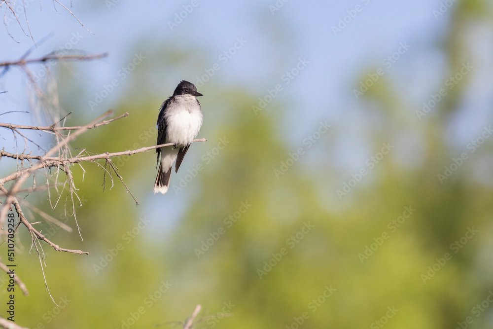 Fototapeta premium The eastern kingbird (Tyrannus tyrannus)