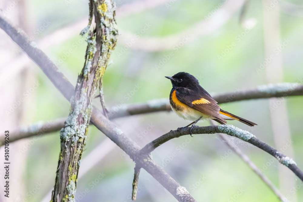 Male American redstart (Setophaga ruticilla) singing Male American redstart (Setophaga ruticilla) singing