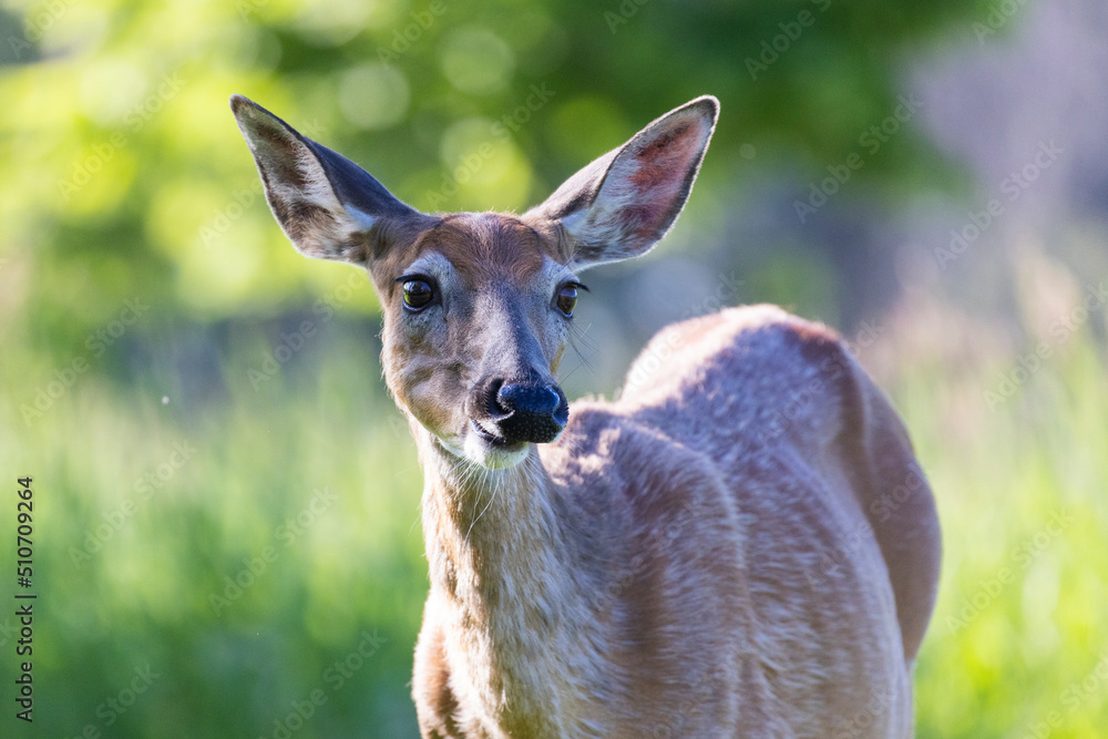 white-tailed deer (Odocoileus virginianus) female in early summer - obrazy, fototapety, plakaty 