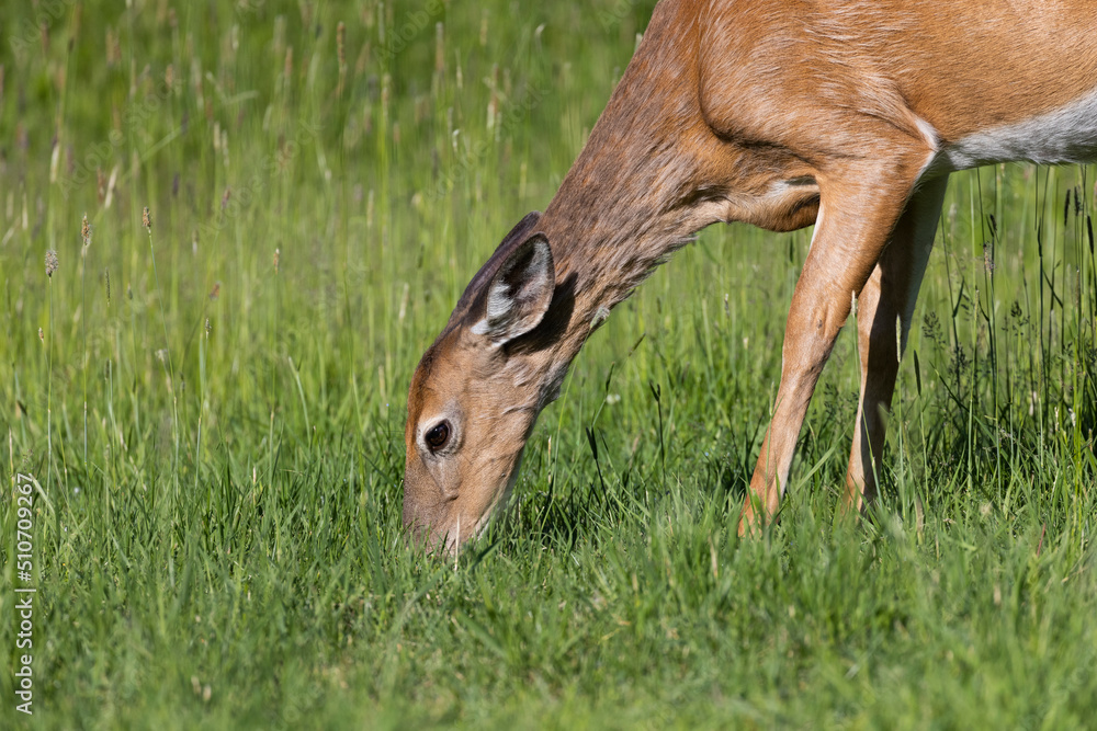 white-tailed deer (Odocoileus virginianus) female in early summer - obrazy, fototapety, plakaty 