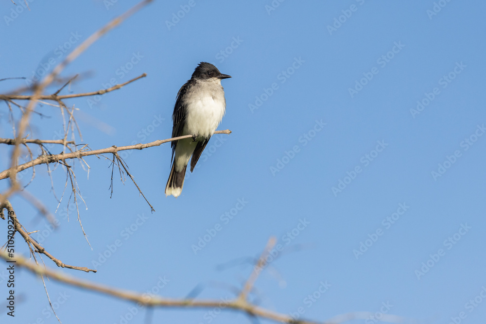 The eastern kingbird (Tyrannus tyrannus) The eastern kingbird (Tyrannus tyrannus)