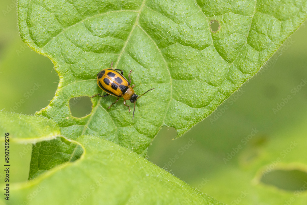 Cerotoma trifurcata (also known as the bean leaf beetle) Cerotoma trifurcata (also known as the bean leaf beetle)