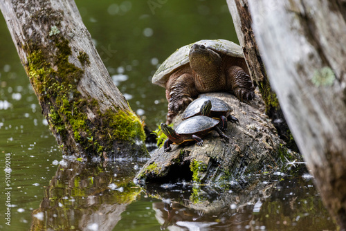 common snapping turtle (Chelydra serpentina) and painted turtle (Chrysemys picta)  photo