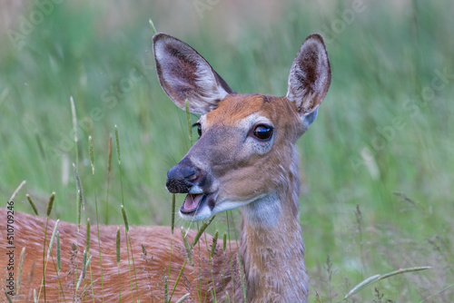 white-tailed deer (Odocoileus virginianus) female in early summer