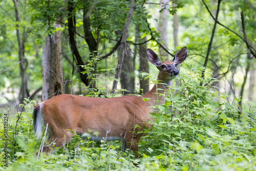 white-tailed deer (Odocoileus virginianus) female in early summer