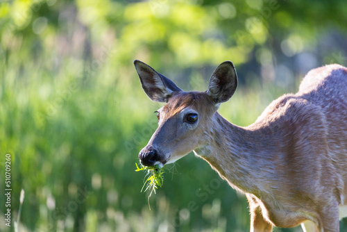 white-tailed deer (Odocoileus virginianus) female in early summer