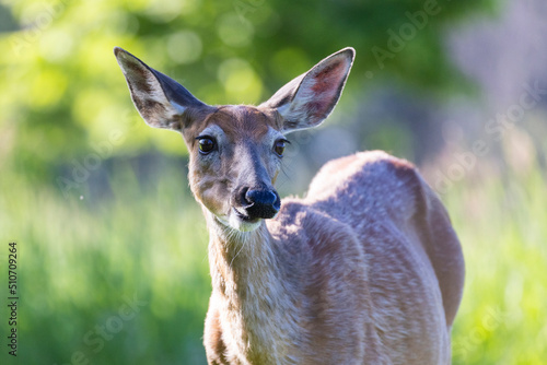 white-tailed deer (Odocoileus virginianus) female in early summer photo