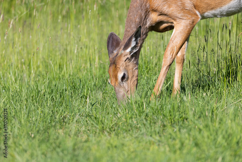 Fototapeta Naklejka Na Ścianę i Meble -  white-tailed deer (Odocoileus virginianus) female in early summer