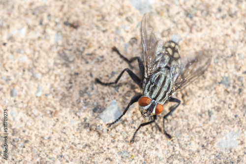 flesh-fly in summer (Sarcophagidae)