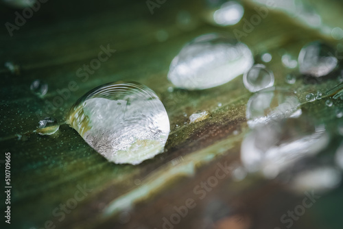 water drops on a leaf