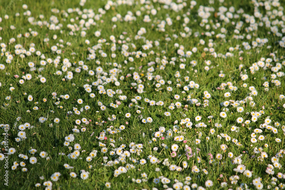 White flowers of daisies (Bellis perennis) in green grass in summer garden