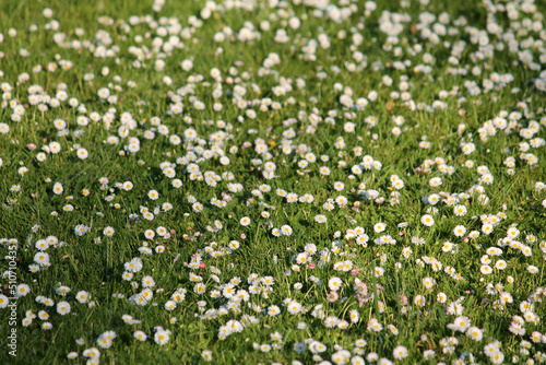 White flowers of daisies  Bellis perennis  in green grass in summer garden