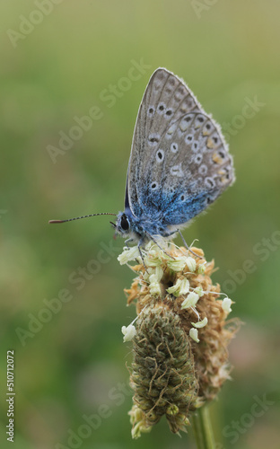 Wallpaper Mural butterfly on a flower Torontodigital.ca