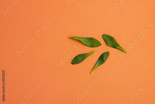 Stevia rebaudiana - Green leaf of the stevia plant. Natural organic sweetener.