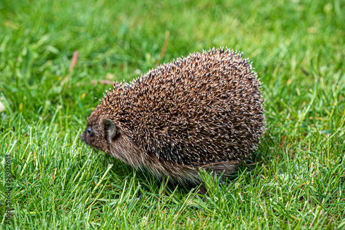 Hedgehog, (Scientific name: Erinaceus europaeus) Wild, native, European hedgehog in natural garden