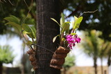 Purple orchid in the backyard on coconut tree trunk
