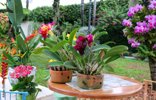 Orchids in the pot in the backyard photo