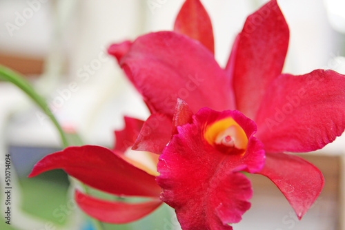 Red orchid with yellow detail close up