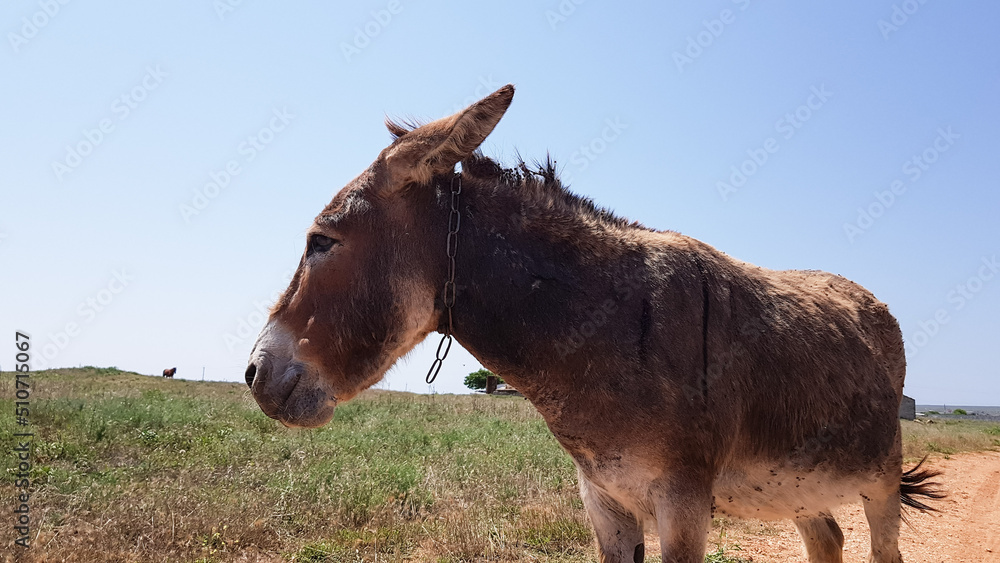 a cute donkey looks at the camera and walks along a village road.