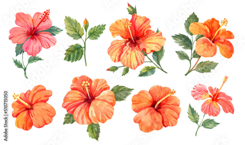 Hibiscus flowers and leaves. Hand drawn botanical illustration on white background