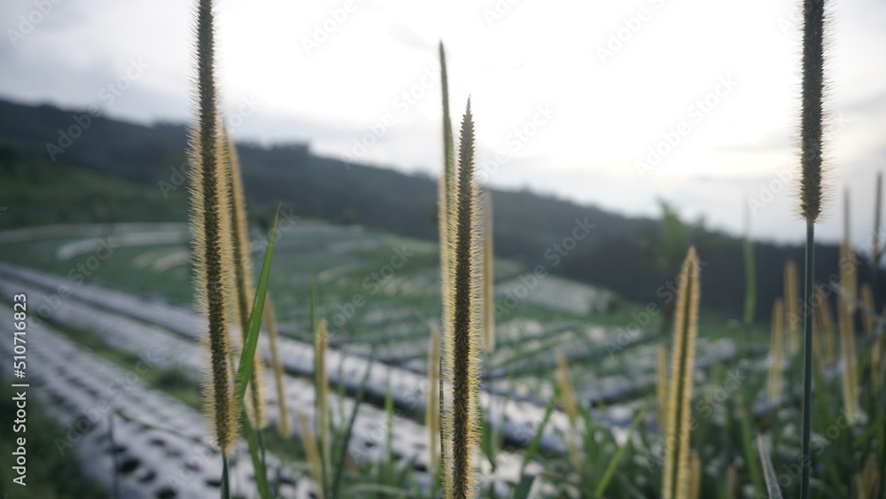 Grass growing around the vegetable plantation Grass growing around the vegetable plantation