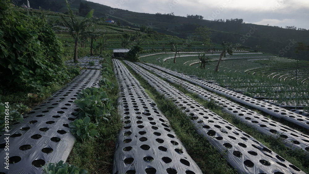 Naklejka premium Green onion plant grown in a vegetable garden in the morning. It located on the slope of Mount Sumbing