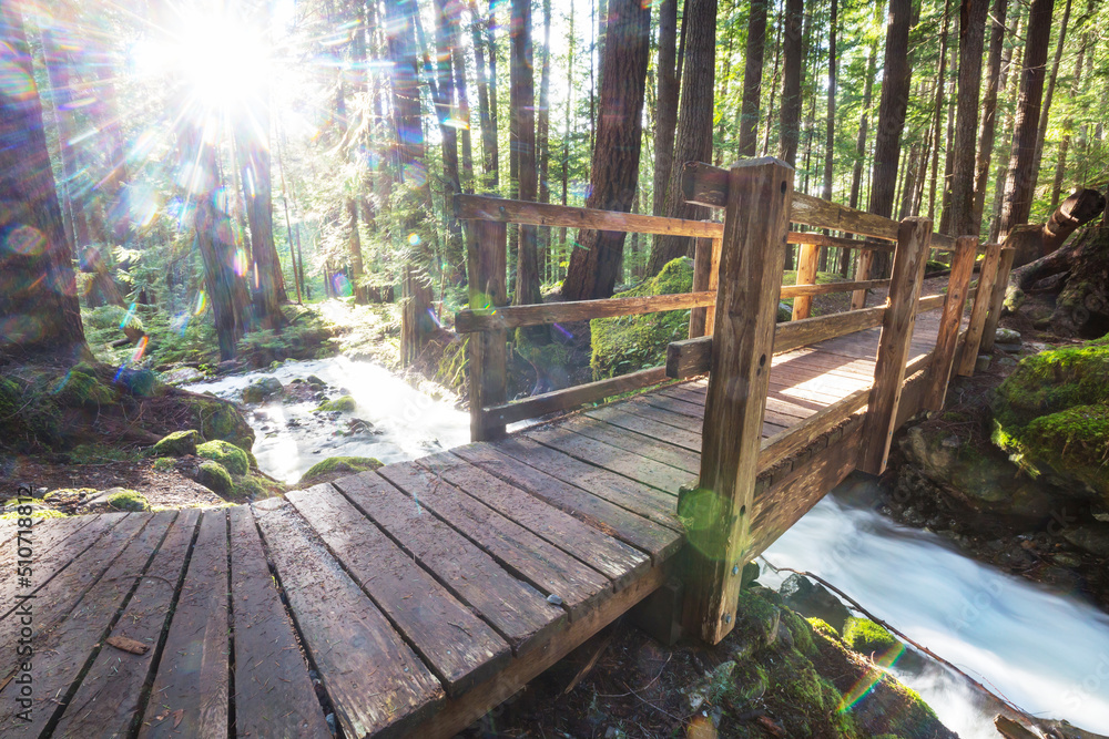 Bridge in the forest