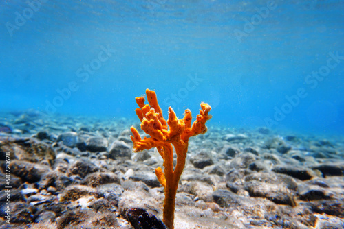 Yellow antlers sponge (Axinella polypoides) in Mediterranean Sea photo
