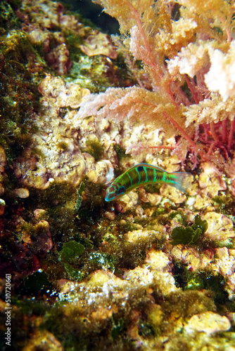 Green ornate Mediterranean female wrasse fish - Thalassoma Pavo                        