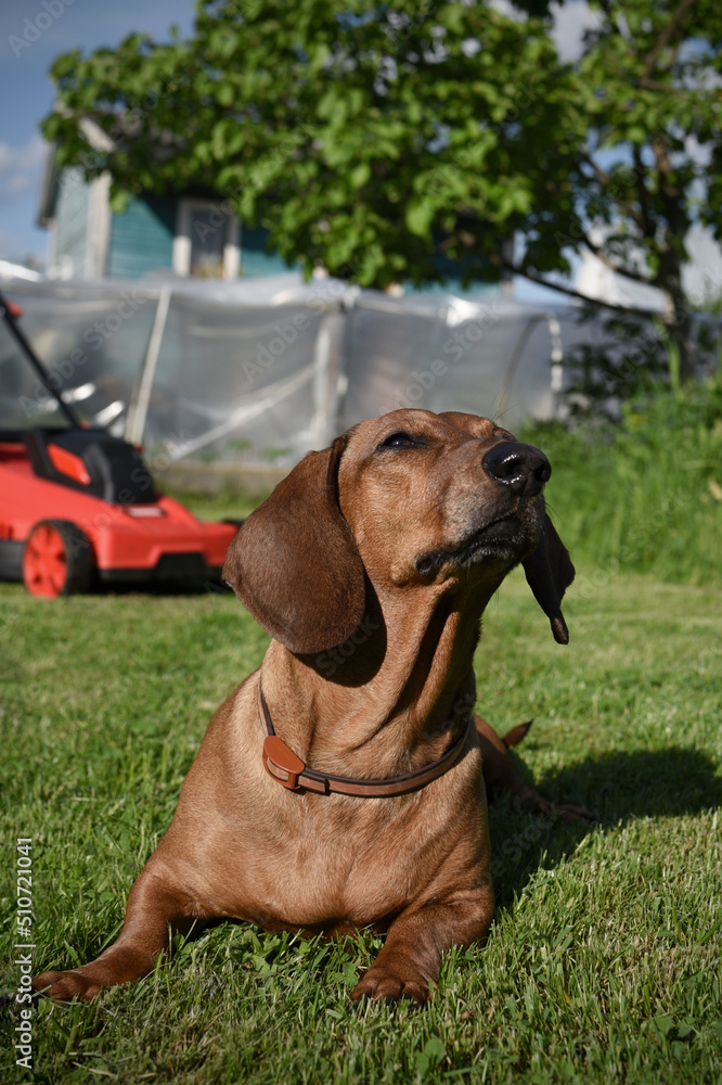 dog dachshund and lawn mower in the garden