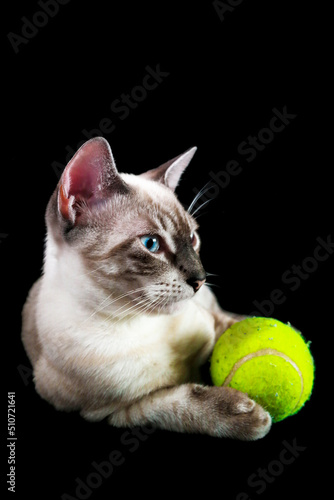 O gato e a bola  © Vanessa