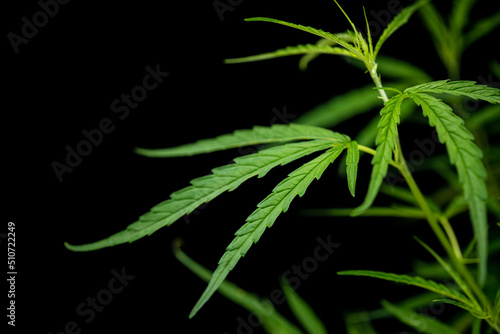 Leaf of green fresh of marijuana tree on black background