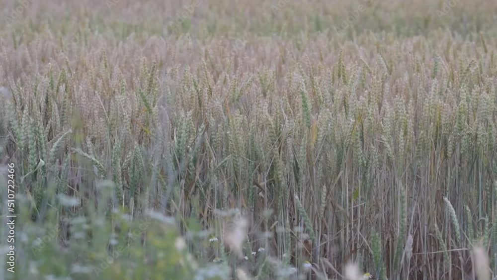 Campo de trigo, video recursos de campo de trigo, cosecha de cereal 2022. Imagen colas. Campo de trigo, video recursos de campo de trigo, cosecha de cereal 2022. Imagen colas.