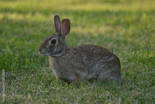 rabbit in the grass © James