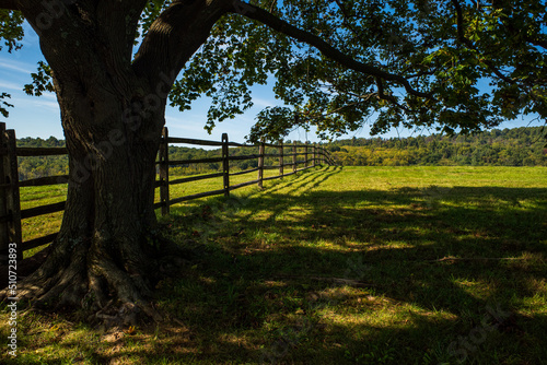 Meadow with wooden fence under big oak, green grass and blue sky on a beautiful summer day in the Sky Meadows State Park, Virginia, USA.