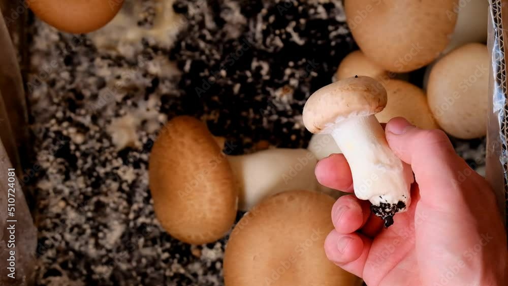Champignons Mushrooms.Growing mushrooms at home.Brown champignon in the hand on many champignons background. Growing and collecting champignons. 4k footage Champignons Mushrooms.Growing mushrooms at home.Brown champignon in the hand on many champignons background. Growing and collecting champignons. 4k footage