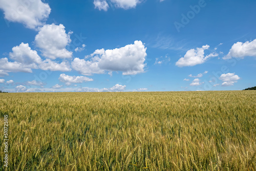 Wheat field with clouds and blue sky. The field is on a rural farm in the USA. It is a grass widely cultivated for its seed  a cereal grain which is a worldwide staple food.
