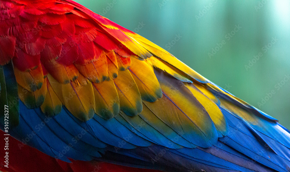 Obraz premium beautiful scarlet macaw in rainforest