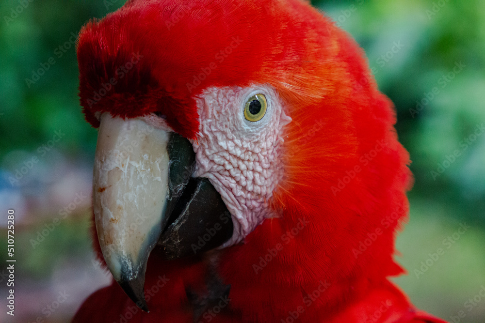 macaw (arao macao) close up in peru