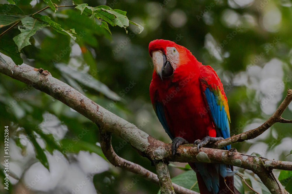 beautiful scarlet macaw in rainforest